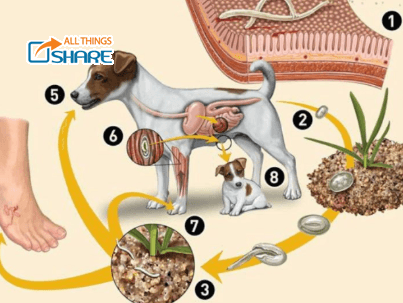 Bệnh cầu trùng ở chó