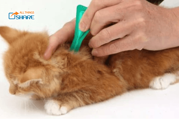 Cách Nhỏ Gáy Cho Mèo Diệt Sạch Ve Rận Trong 3 Giọt