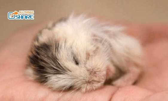 Nguyên Nhân Hamster Bị Nổi Cục U