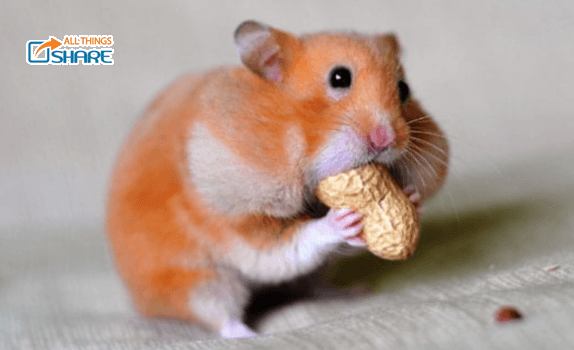 Cách Điều Trị Hamster Bị Nổi Cục U