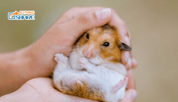 Hamster Bị Nổi Cục U: Liệu Có Cứu Chữa Được Không?