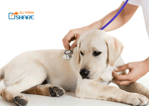 Kinh Nghiệm Chữa Chó Bị Parvo – Phục Hồi Sức Nhanh Chóng