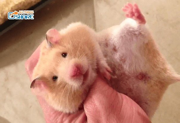 Thuốc Trị Tiêu Chảy Cho Hamster