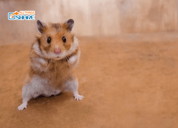 Top 3 Thuốc Trị Tiêu Chảy Cho Hamster HIỆU QUẢ NHẤT