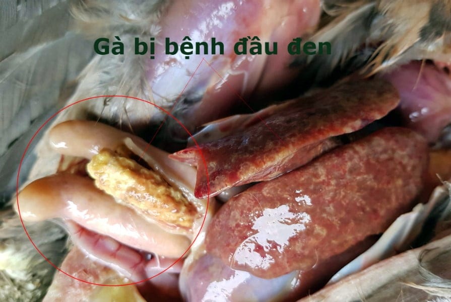 Bệnh đầu đen gây sưng tím đầu gà