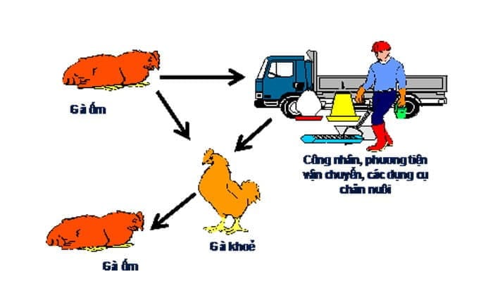 Cách thức lây truyền bệnh ILT trên gà