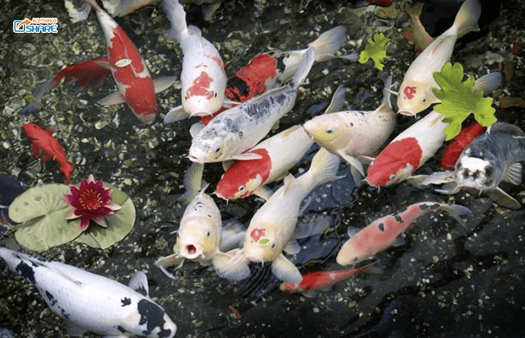 Cá Koi - Nguồn gốc, các loại, cách nuôi và bảng giá cá KOI