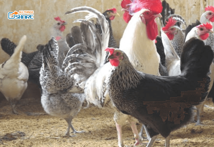Gà Ai Cập - Nguồn gốc, đặc điểm, kỹ thuật nuôi gà Ai Cập