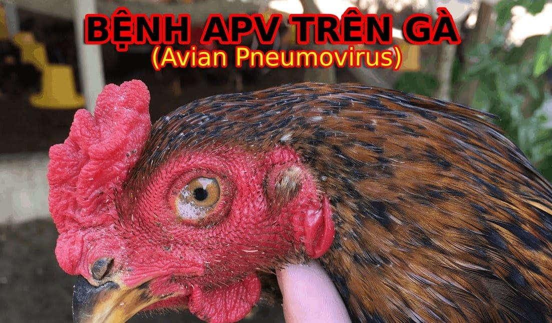 Bệnh apv trên gà (2)