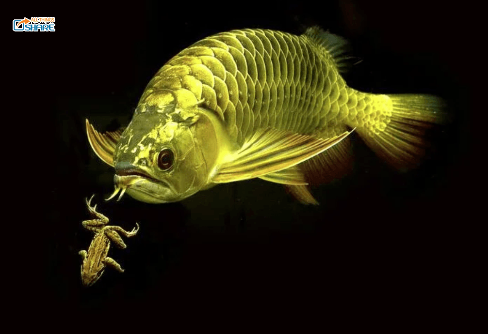 9 Tiêu Chí Đánh Giá Cá Rồng Đẹp - Bí Quyết Làm Tăng Màu Sắc