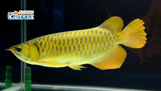 Bạn có thể kể tên được bao nhiêu loại cá Kim Long Quá Bối?