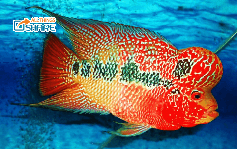 Bạn đã biết cách chăm sóc chú cá La Hán đạt chuẩn?