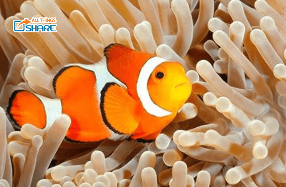 Bật mí điều thú vị về cá hề nemo - Kỹ thuật và cách chăm sóc