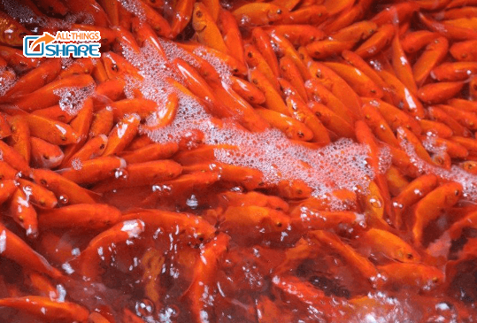 Bí quyết chăm sóc cá chép vàng những ngày đầu mới thả giống