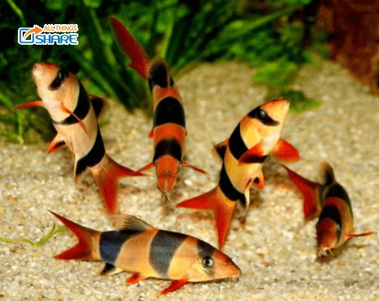 Cá chuột Mỹ - Đặc điểm kỹ thuật nuôi mà không phải ai cũng biết