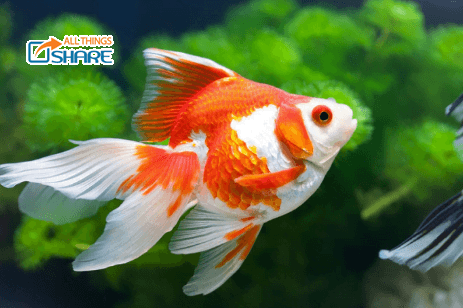 Cá vàng 3 đuôi - Tập tính sinh sống và cách chăm sóc