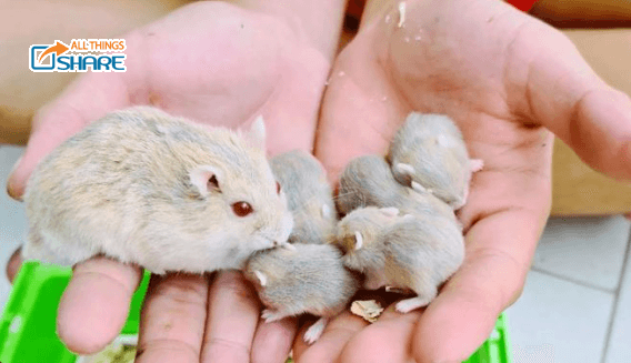 Chuột Hamster đẻ - Những điều bạn không thể bỏ qua