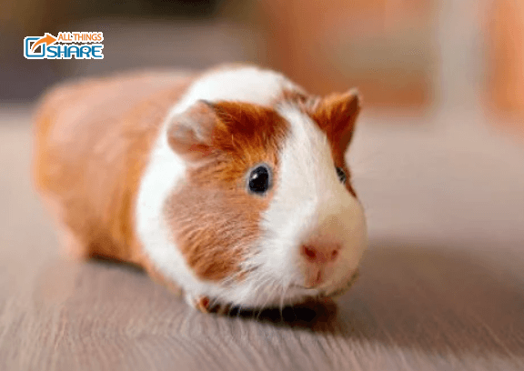 Giới thiệu những chủng loại Bọ Ú độc đáo trên thị trường