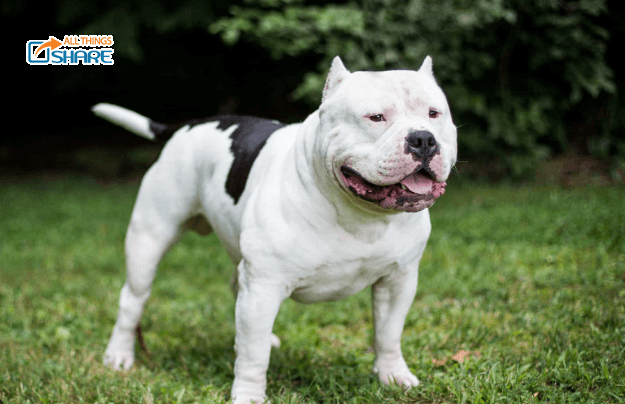 Hiểu rõ chó Pitbull sẽ dễ dàng chăm sóc và nuôi dưỡng