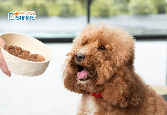 Hướng dẫn chọn thức ăn cho chó Poodle theo từng độ tuổi