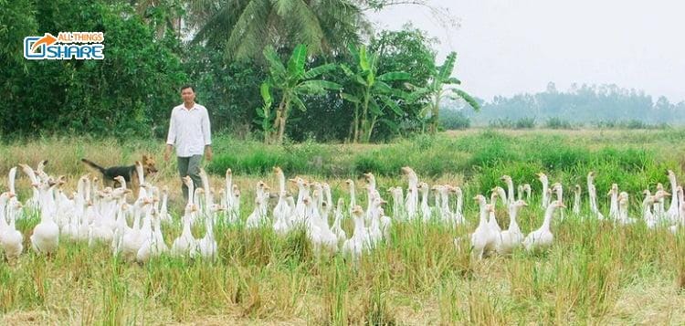 Kỹ thuật nuôi ngỗng thả đồng năng suất cao hơn