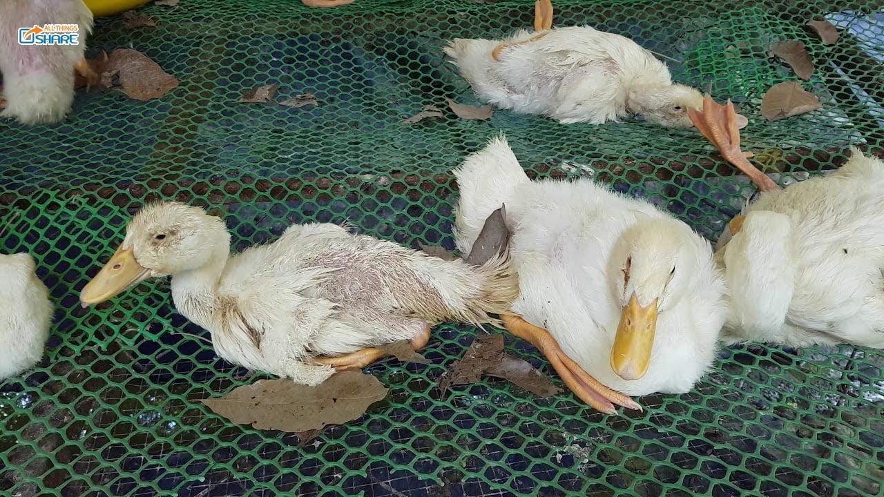 Làm sao để phòng ngừa và chữa trị bệnh bại huyết trên ngan vịt?