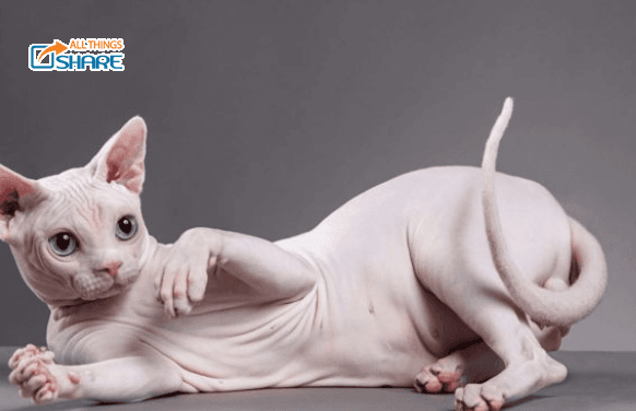 Mèo Sphynx - Loài mèo không lông đến từ Ai Cập