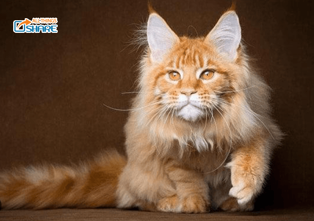 Mèo Maine Coon - Bé mèo đáng yêu mang hình hài vua sư tử