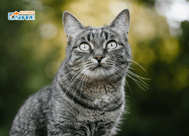 Mèo mướp có những đặc điểm gì khiến nhiều người yêu mến?