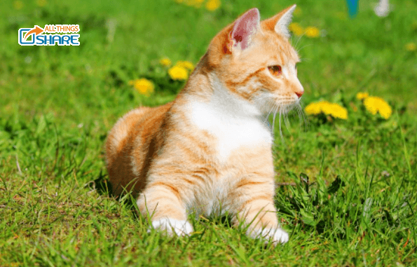 Mèo vàng - 1 trong 3 loài mèo ta đang được săn đón