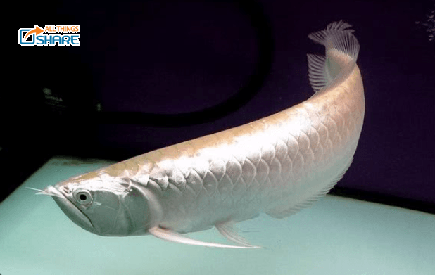 Nguồn gốc và kỹ thuật chăm sóc cá rồng ngân long