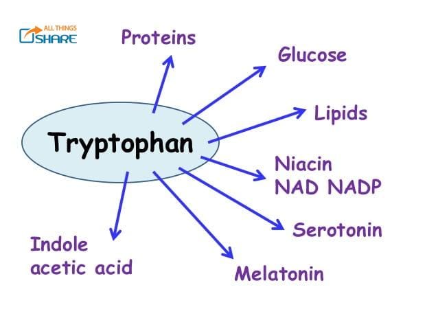 Cấu trức tryptophan