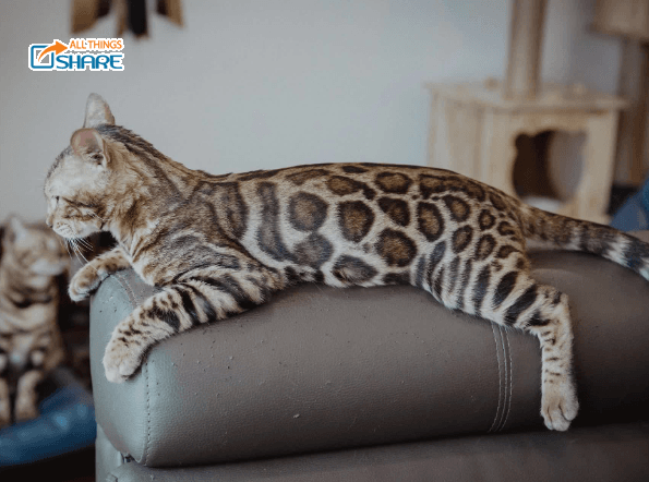 Mèo Bengal - Những chú "báo đốm" tí hon đáng yêu