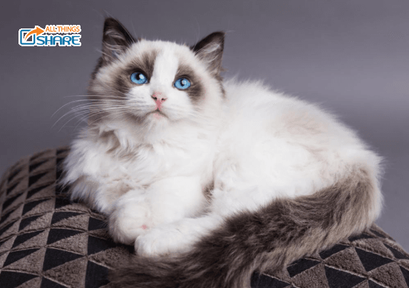 Những đặc điểm nổi bật của giống mèo Ragdoll