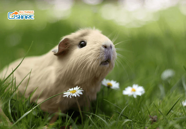 Những hành động của Bọ Ú là muốn ra hiệu điều gì cho chủ nhân