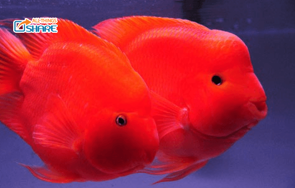 Thông tin về cách nuôi cá hồng két - Cách chăm sóc cá chuẩn