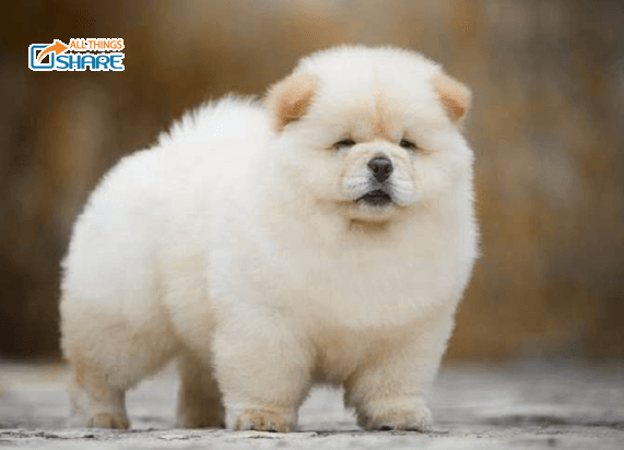 Nuôi chó Chow Chow - Đảm bảo đủ dinh dưỡng và huấn luyện