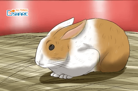 Tất tần tật những kinh nghiệm giúp bạn chăm sóc thỏ tốt nhất
